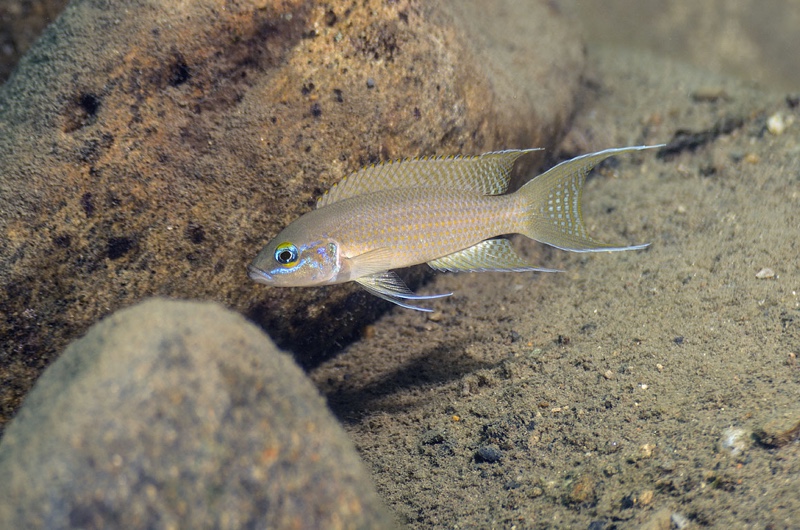 Neolamprologus sp. 'brichardi congo' Kitoke